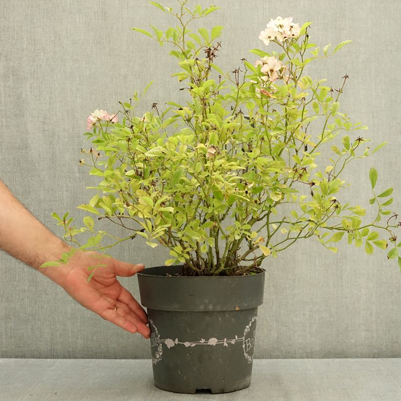 Amostra de Roseira arbustiva Rosy Boom Vaso de 6 L/7 L tal como entregue no verão