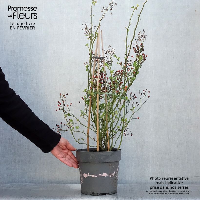 Amostra de Rosier arbustif Rosy Boom Rose (Abellio Spaniuc) Vaso de 6 L/7 L tal como entregue no inverno