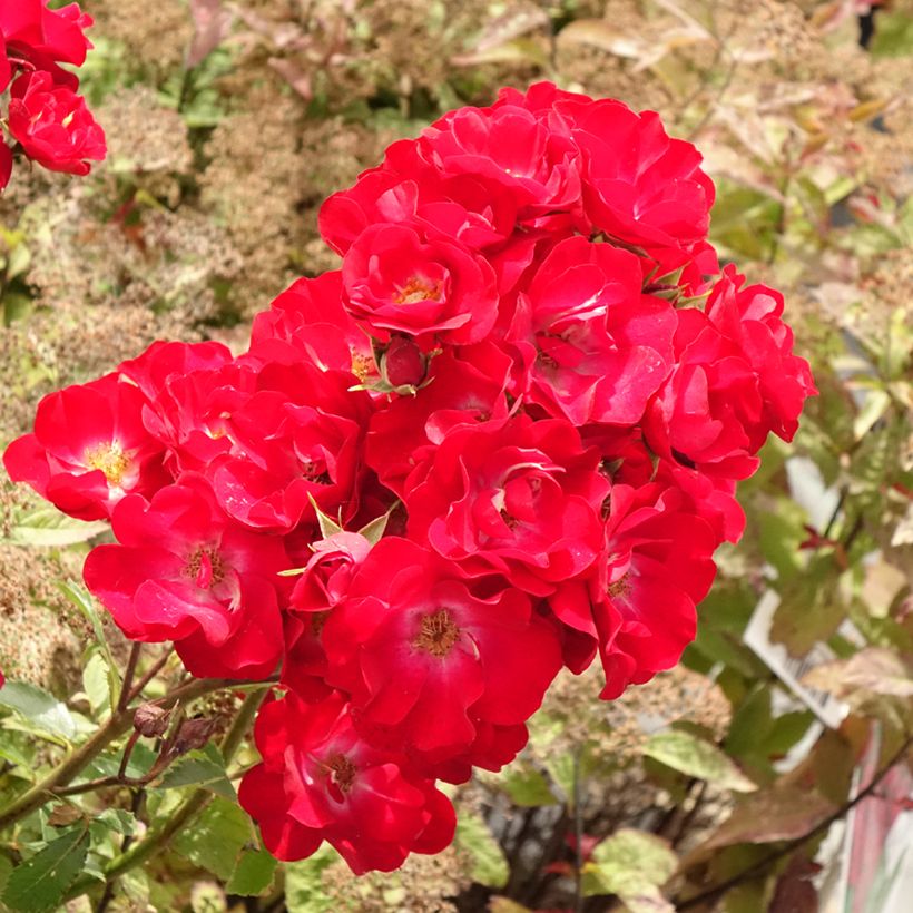 Roseira arbustiva Rosy Boom La Belle Rouge (Floração)