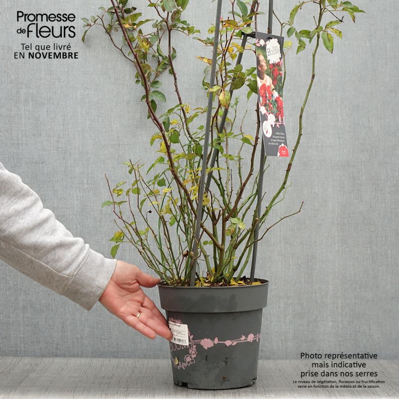Amostra de Roseira arbustiva Rosy Boom La Belle Rouge Vaso de 6 L/7 L tal como entregue no outono
