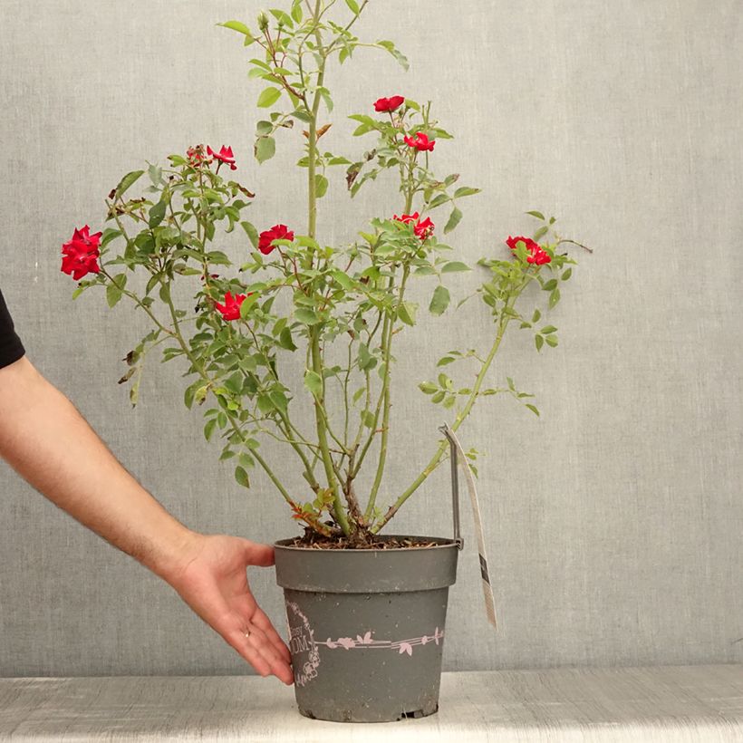 Amostra de Roseira arbustiva Rosy Boom La Belle Rouge Vaso de 6 L/7 L tal como entregue no verão