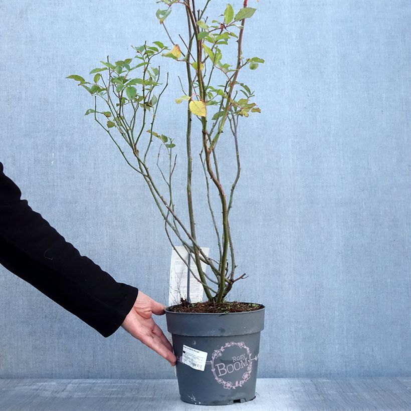 Amostra de Rosier arbustif Rosy Boom rouge La Belle Rouge Vaso de 6 L/7 L tal como entregue no inverno
