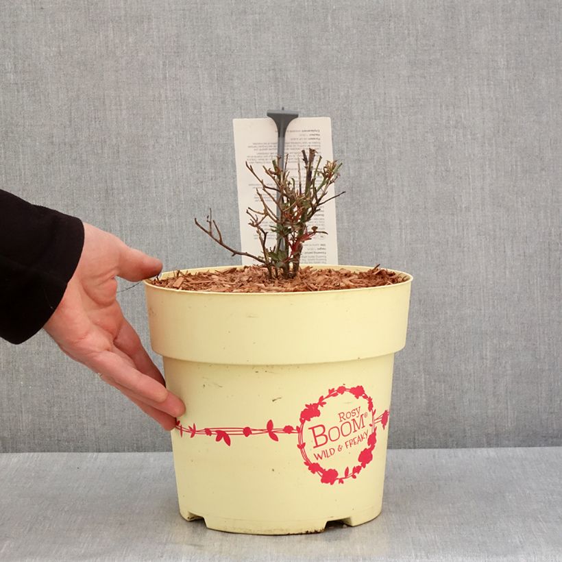 Amostra de Roseira arbustiva Rosy Boom Wild and Freaky Vaso de 6 L/7 L tal como entregue no inverno