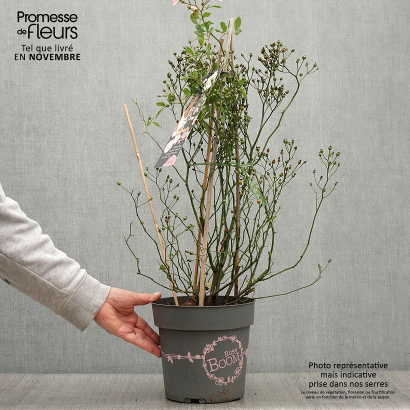 Amostra de Roseira arbustiva Rosy Boom Wildlife Vaso de 6 L/7 L tal como entregue no outono