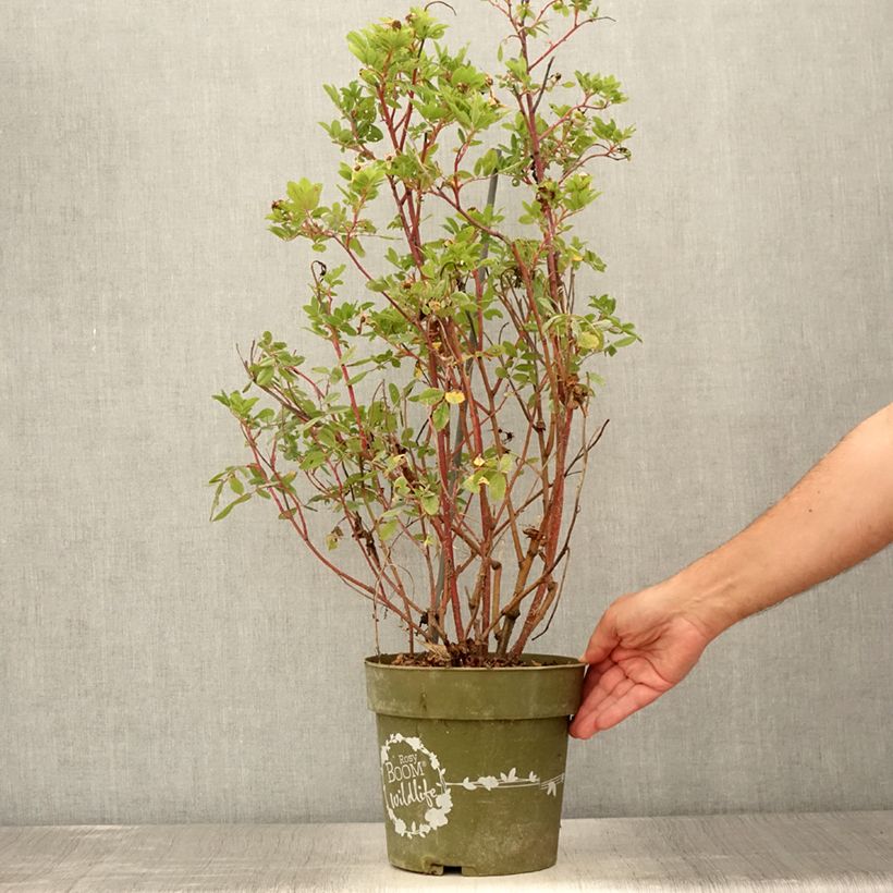 Amostra de Roseira arbustiva Rosy Boom Wildlife Vaso de 6 L/7 L tal como entregue no verão