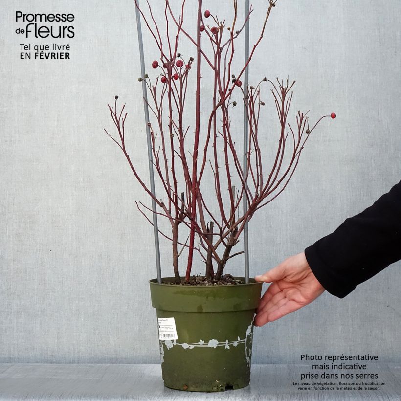 Amostra de Rosier arbustif Rosy Boom Wildlife Vaso de 6 L/7 L tal como entregue no inverno