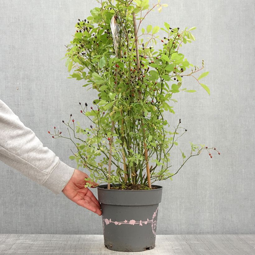 Amostra de Roseira arbustiva Rosy Boom Wildlife Vaso de 6 L/7 L tal como entregue na primavera