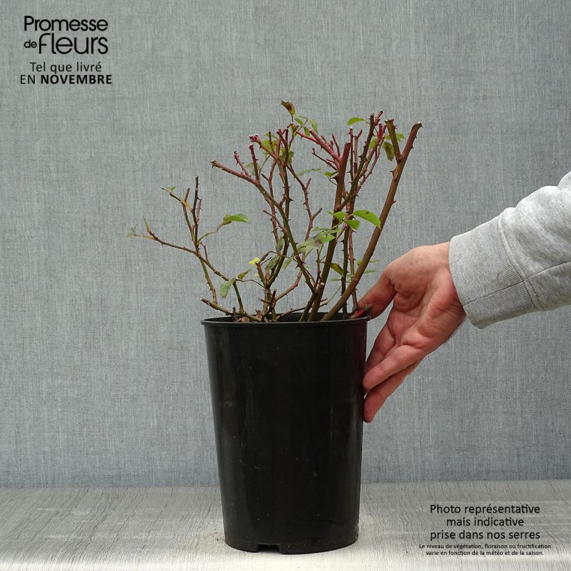 Amostra de Roseira arbustiva Rosy Cushion Vaso de 4 L/5 L tal como entregue no outono