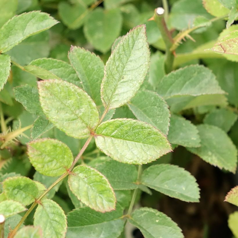 Roseira arbustiva Rosy Purple (Folhagem)