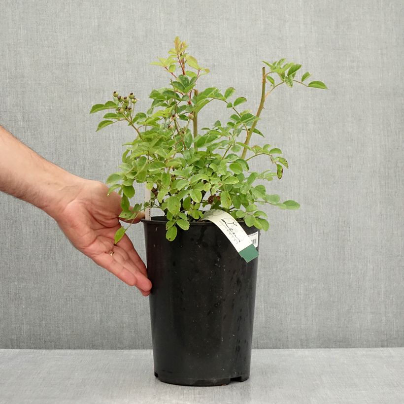 Amostra de Roseira arbustiva Rosy Purple Vaso de 4 L/5 L tal como entregue no verão