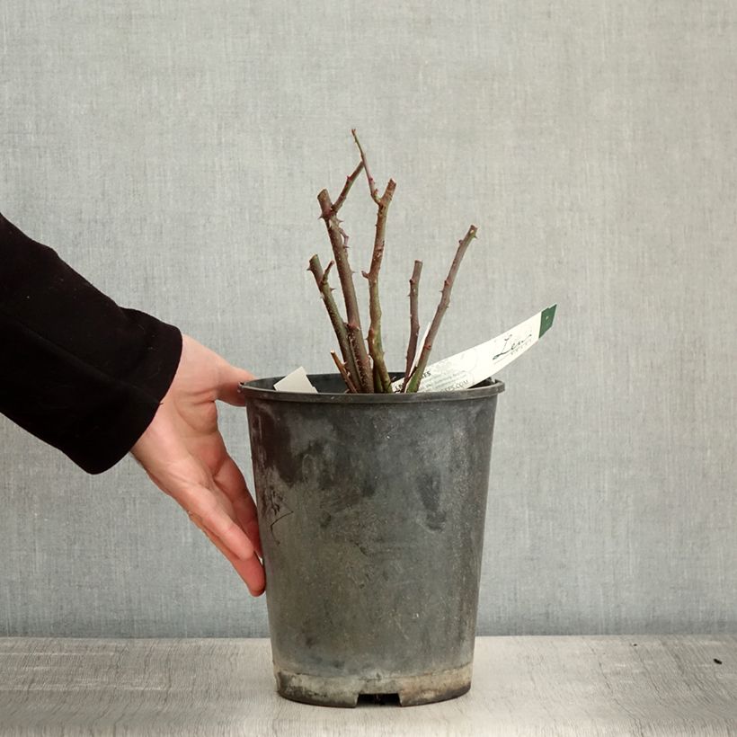 Amostra de Rosier arbustif Rosy Purple Vaso de 4 L/5 L tal como entregue no inverno