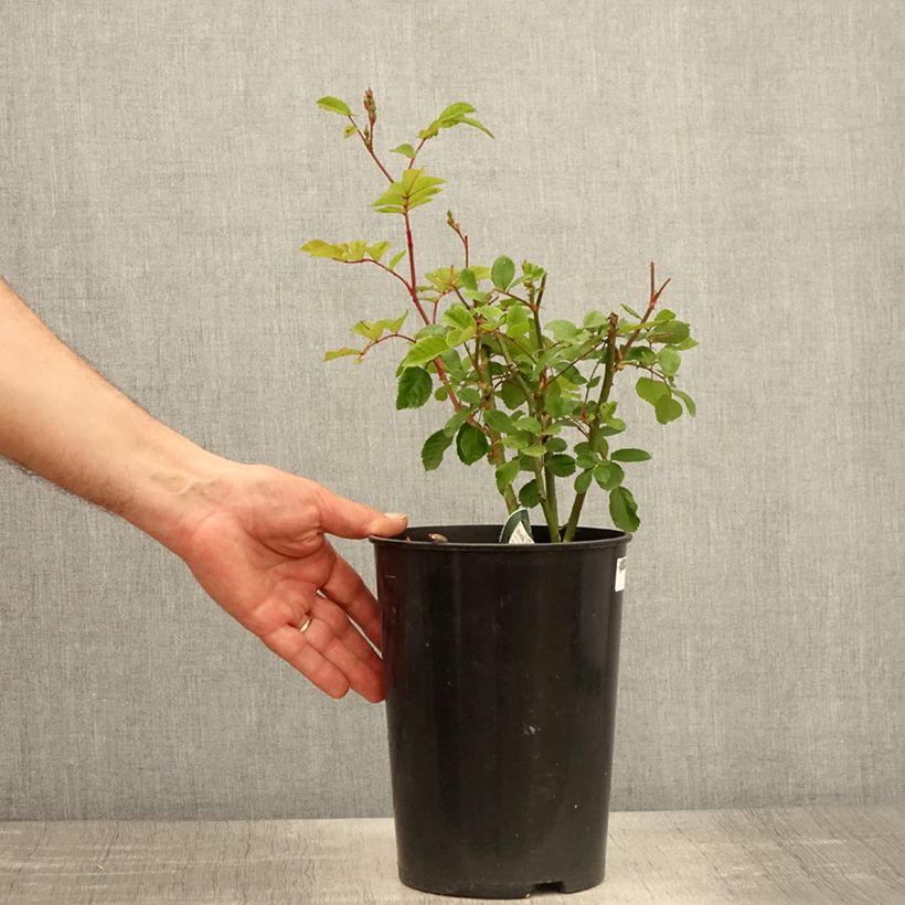 Amostra de Roseira arbustiva Rosy Purple Vaso de 4 L/5 L tal como entregue na primavera