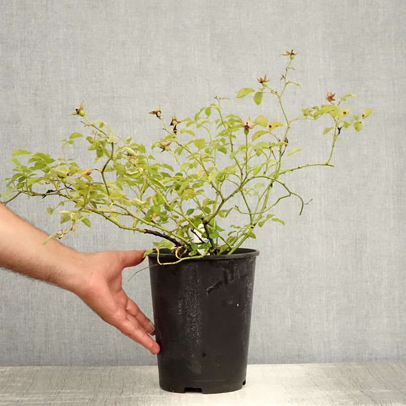 Amostra de Roseira arbustiva Red Meidiland Vaso de 2 L/3 L tal como entregue no verão