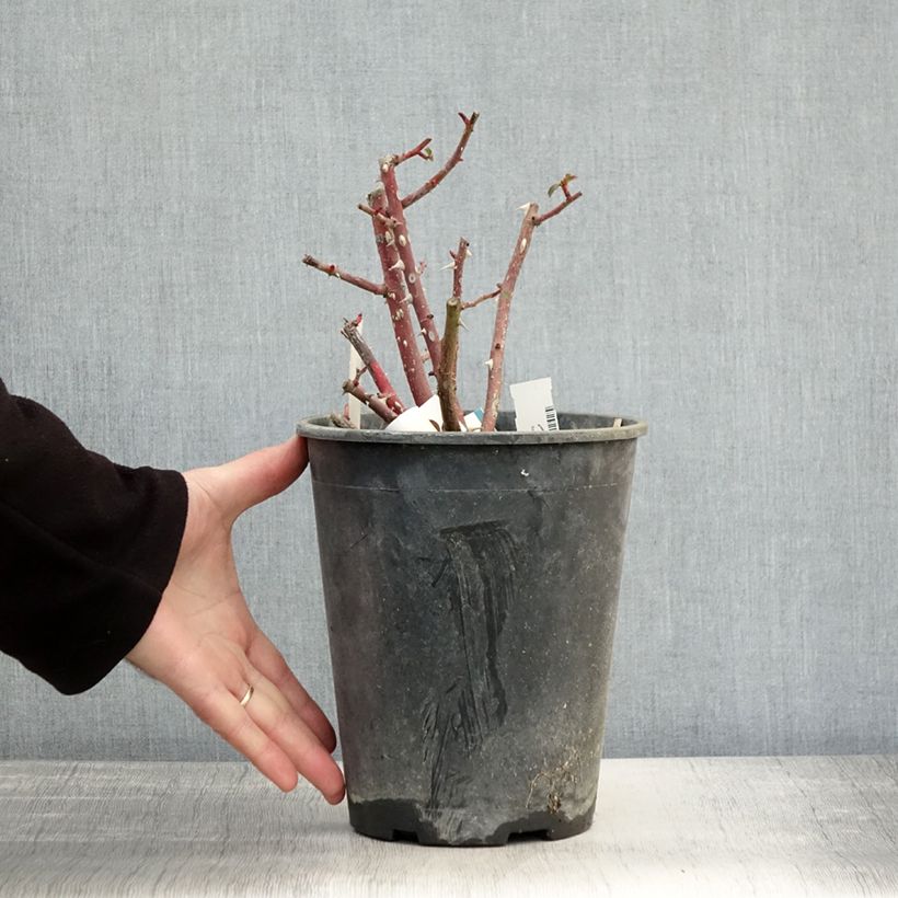 Amostra de Roseira arbustiva Rush Vaso de 4 L/5 L tal como entregue no outono