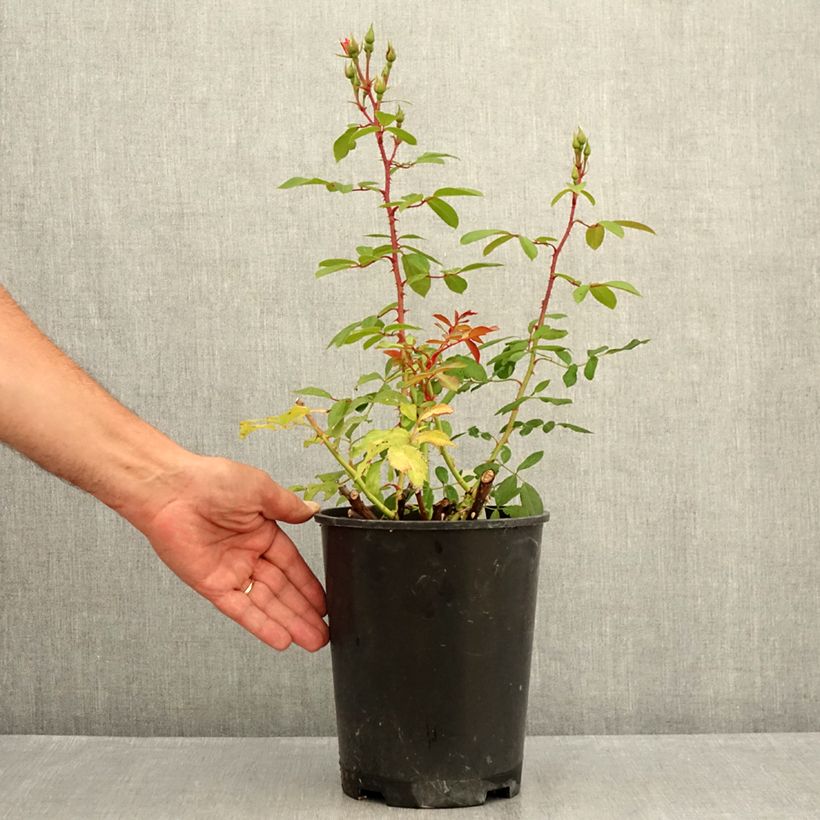 Amostra de Roseira arbustiva Rush Vaso de 4 L/5 L tal como entregue no verão