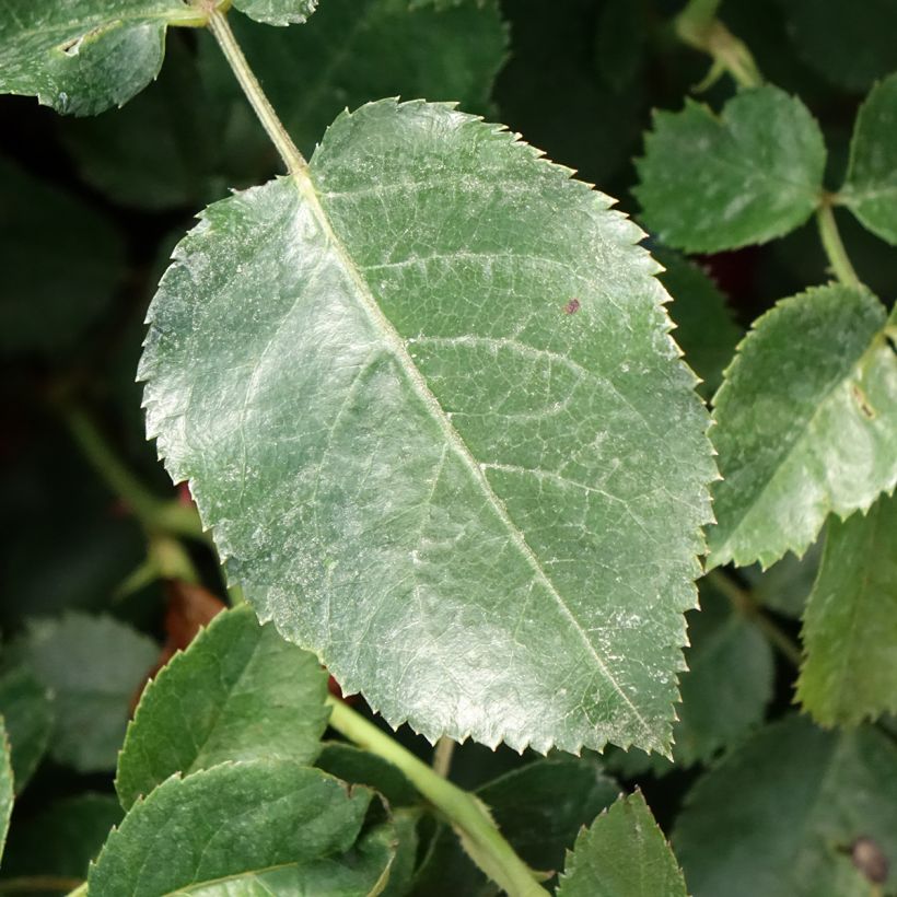 Roseira arbustiva Scarlet Bonica (Folhagem)