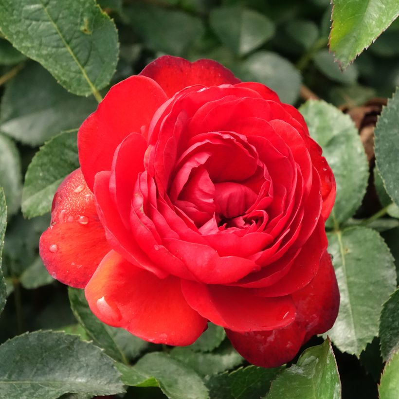 Roseira arbustiva Scarlet Bonica (Floração)