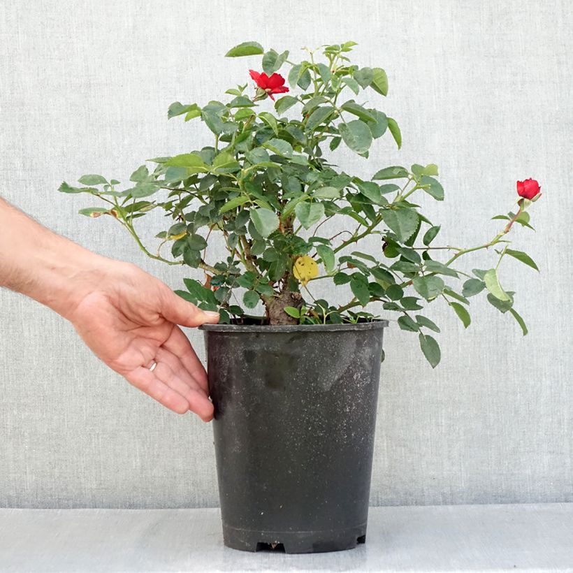 Amostra de Rosier arbustif Scarlet Bonica Pot de 4L/5L tal como entregue no verão
