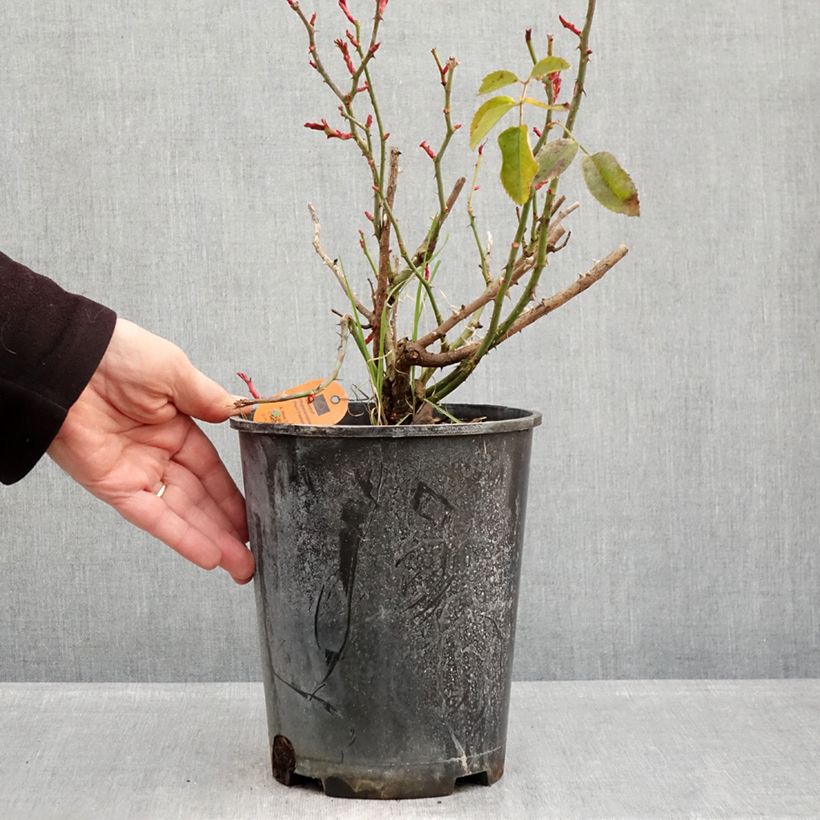 Amostra de Roseira arbustiva Scarlet Bonica Vaso de 4 L/5 L tal como entregue no inverno