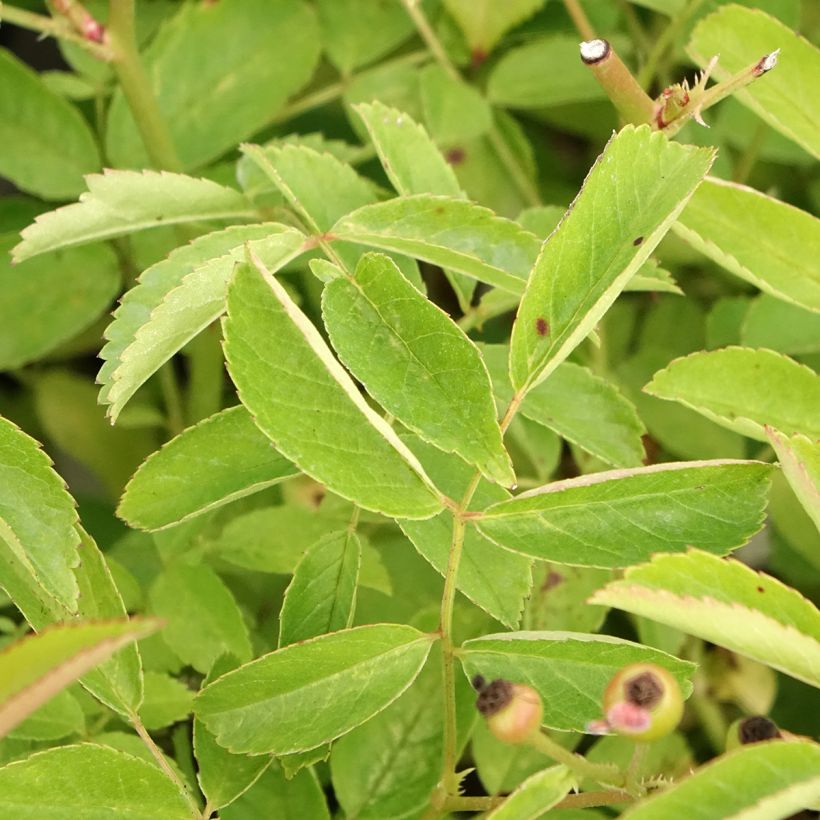 Roseira arbustiva Schubert (Folhagem)