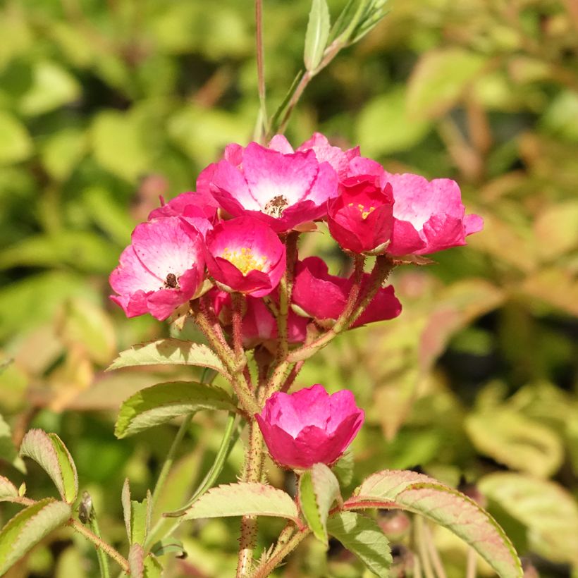 Roseira arbustiva Schubert (Floração)