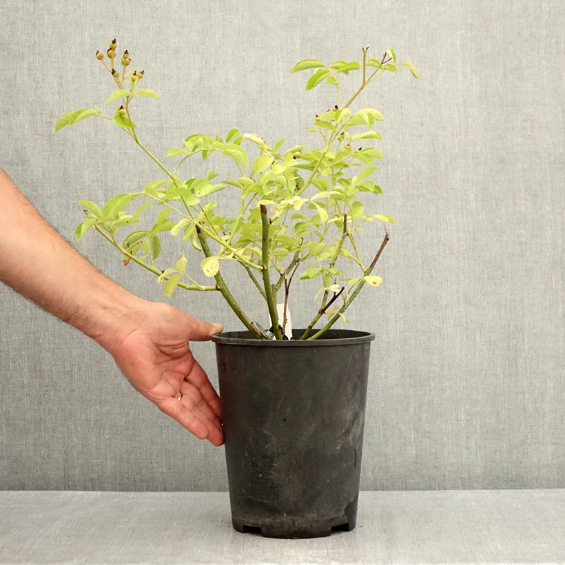 Amostra de Rosier arbustif Schubert Vaso de 4 L/5 L tal como entregue no verão