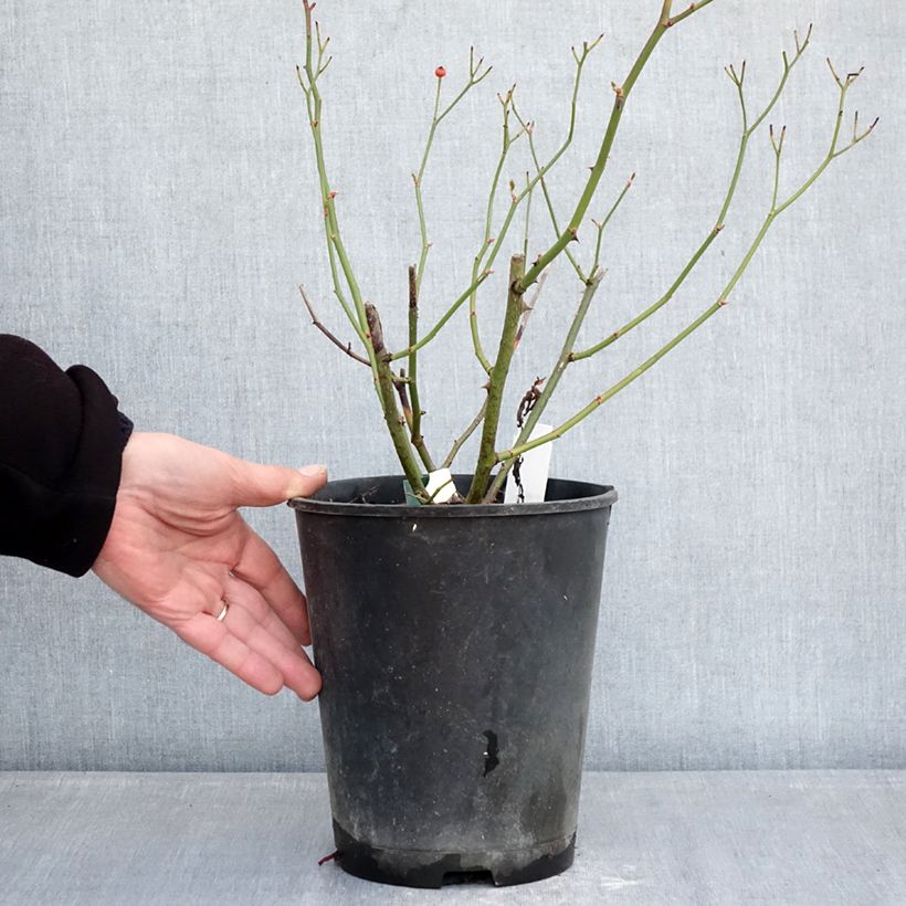 Amostra de Roseira arbustiva Schubert Vaso de 4 L/5 L tal como entregue no inverno