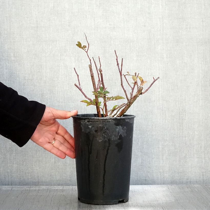 Amostra de Roseira arbustiva Sibelius Vaso de 4 L/5 L tal como entregue no outono