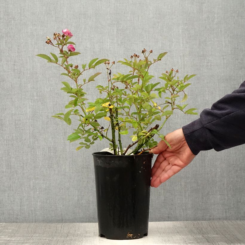 Amostra de Roseira arbustiva Sibelius Vaso de 4 L/5 L tal como entregue no verão