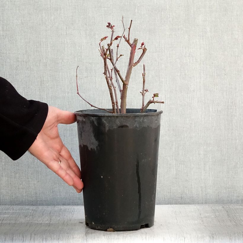 Amostra de Rosier arbustif Sibelius Vaso de 4 L/5 L tal como entregue no inverno