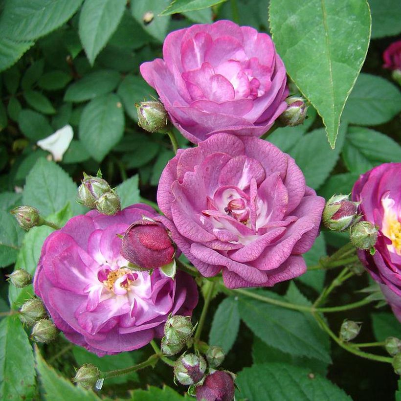 Roseira arbustiva Sibelius (Floração)