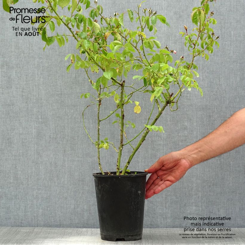 Amostra de Roseira arbustiva Smarty Vaso de 4 L/5 L tal como entregue no verão