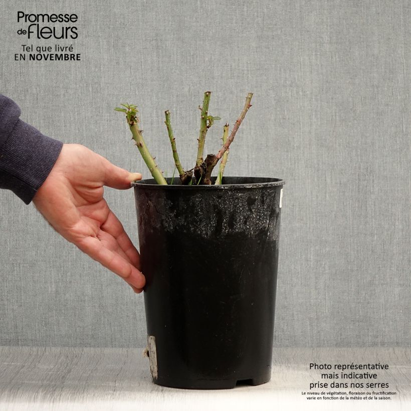 Amostra de Roseira arbustiva Soul Vaso de 4 L/5 L tal como entregue no outono
