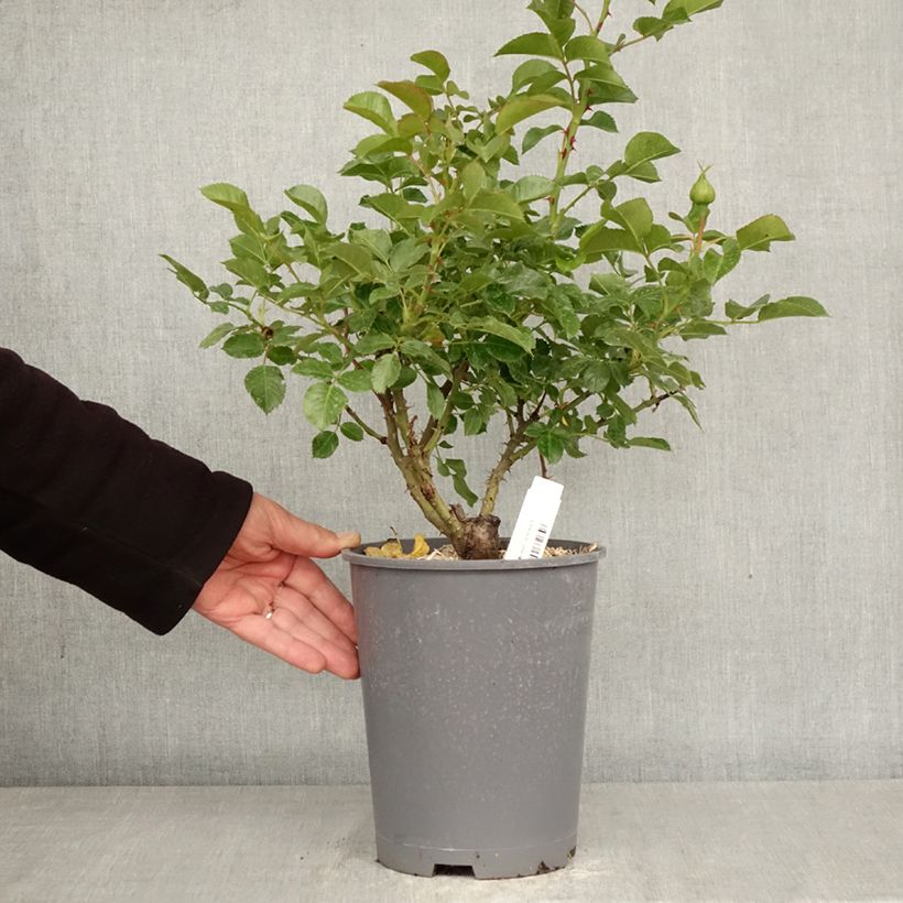 Amostra de Roseira arbustiva Soul Vaso de 4 L/5 L tal como entregue na primavera