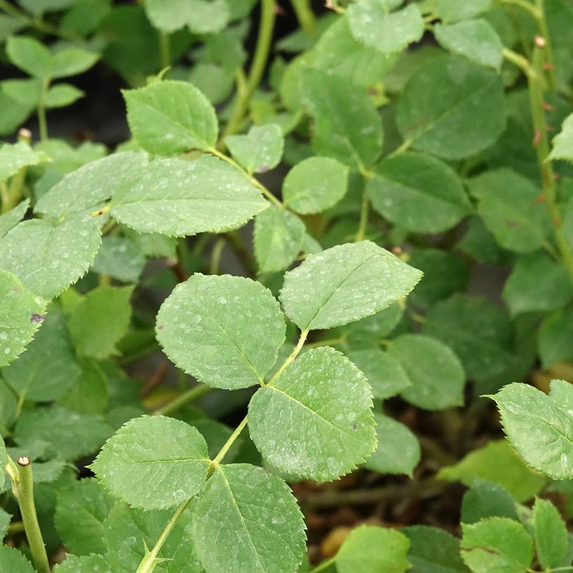 Roseira arbustiva Soul (Folhagem)