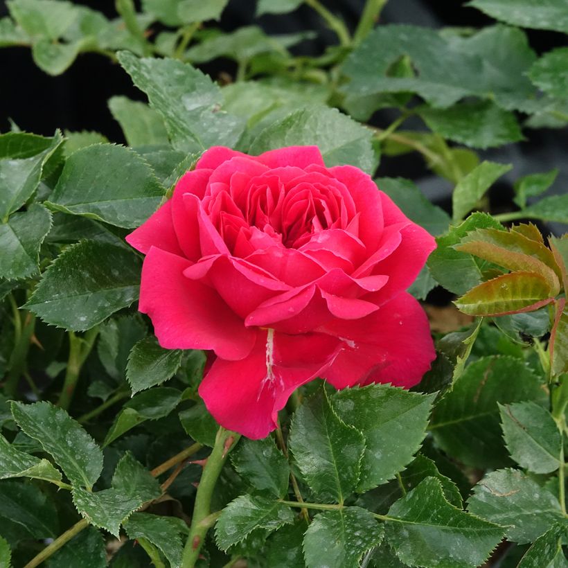 Roseira arbustiva Soul (Floração)