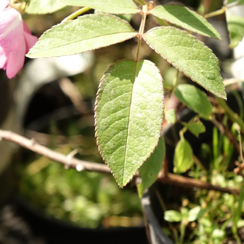 Roseira arbustiva Twins (Folhagem)