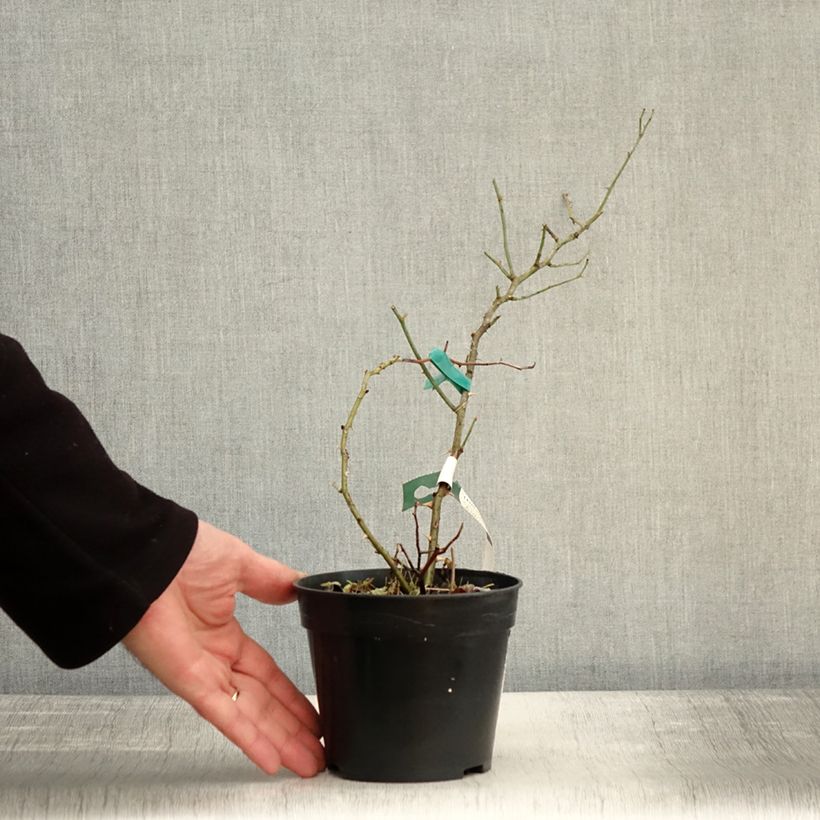 Amostra de Rosier arbustif Twins Vaso de 1 L/1,5 L tal como entregue no inverno