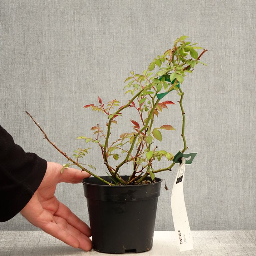 Amostra de Roseira arbustiva Twins Vaso de 1 L/1,5 L tal como entregue na primavera