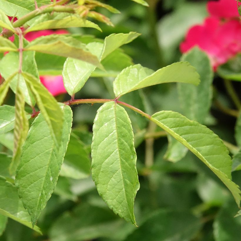 Roseira arbustiva Vif Eclat - Rosa x moschata (Folhagem)