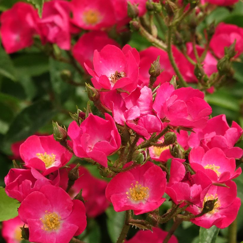Roseira arbustiva Vif Eclat - Rosa x moschata (Floração)