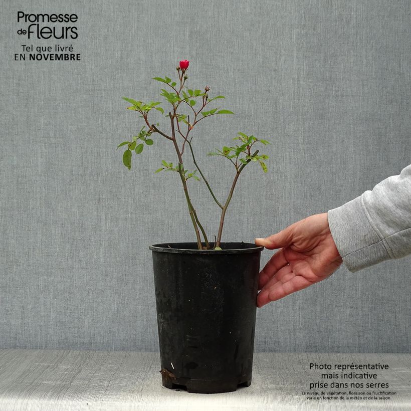 Amostra de Roseira arbustiva Vif Eclat - Rosa x moschata Vaso de 4 L/5 L tal como entregue no outono