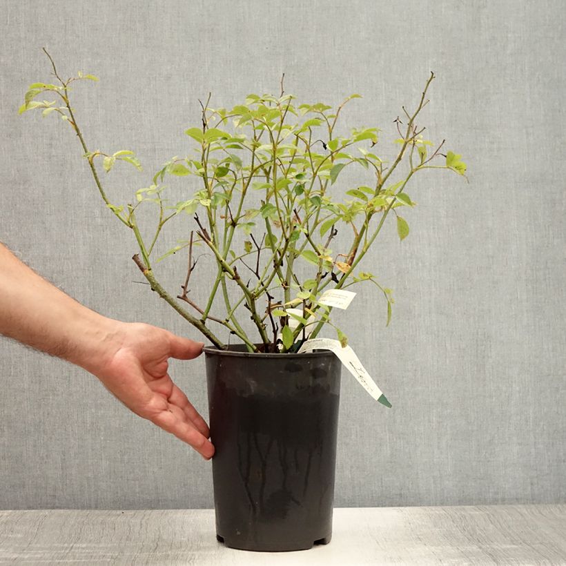 Amostra de Roseira arbustiva Vif Eclat - Rosa x moschata Vaso de 4 L/5 L tal como entregue no verão