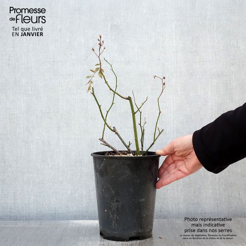 Amostra de Rosier arbustif Vif Eclat Vaso de 4 L/5 L tal como entregue no inverno