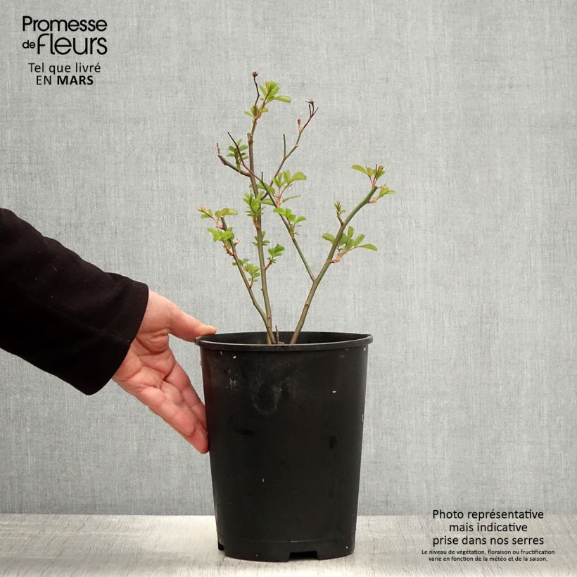 Amostra de Roseira arbustiva Vif Eclat Vaso de 4 L/5 L tal como entregue na primavera