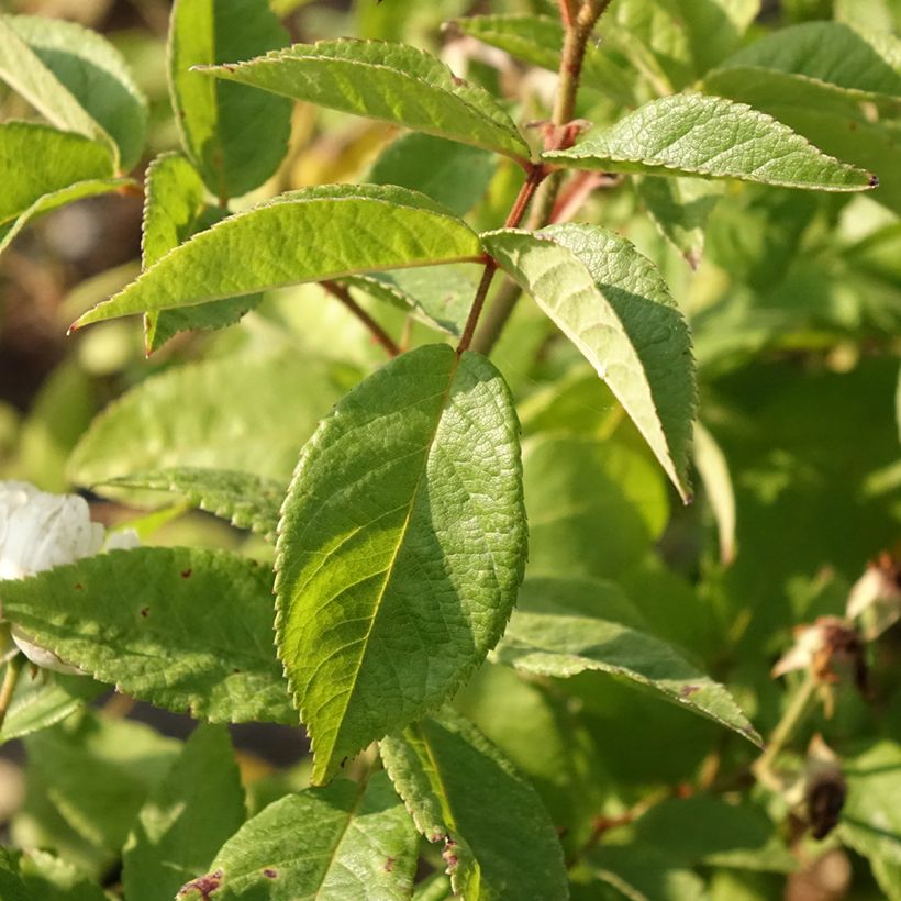 Roseira arbustiva Waterloo (Folhagem)