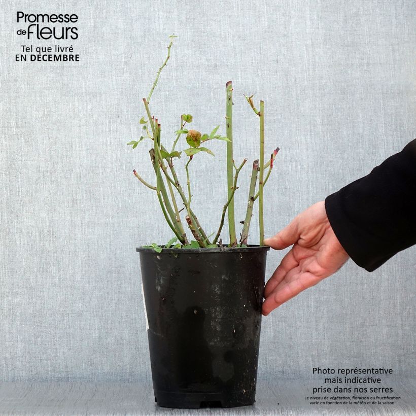 Amostra de Rosier arbustif Waterloo Pot de 4L/5L tal como entregue no outono