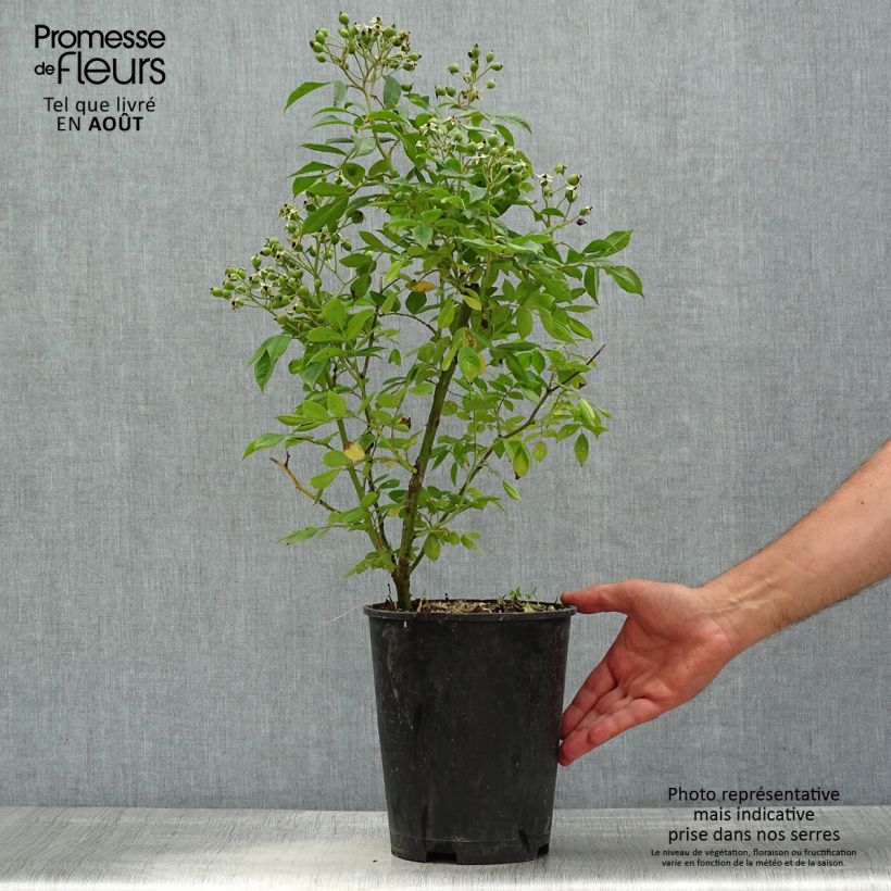 Amostra de Roseira arbustiva Waterloo Vaso de 4 L/5 L tal como entregue no verão