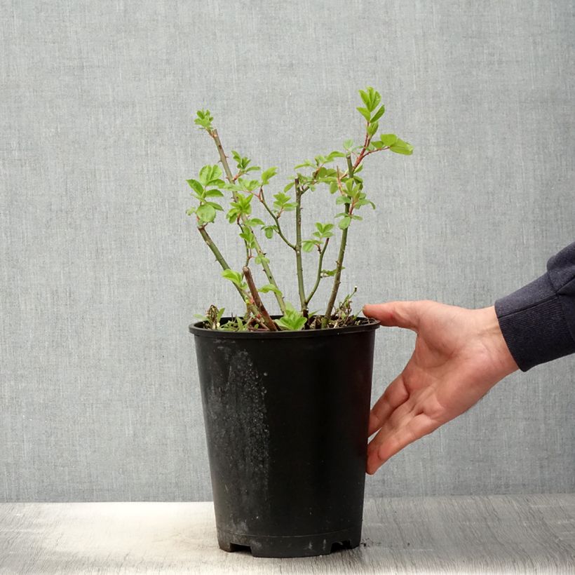 Amostra de Roseira arbustiva Waterloo Vaso de 4 L/5 L tal como entregue na primavera