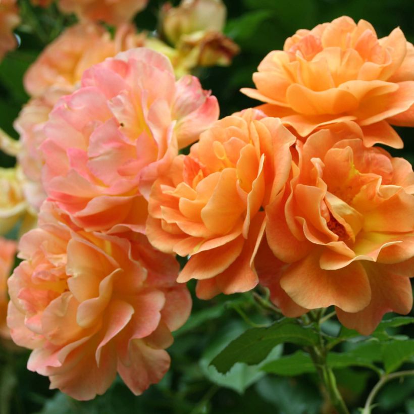 Roseira arbustiva Westerland (Floração)